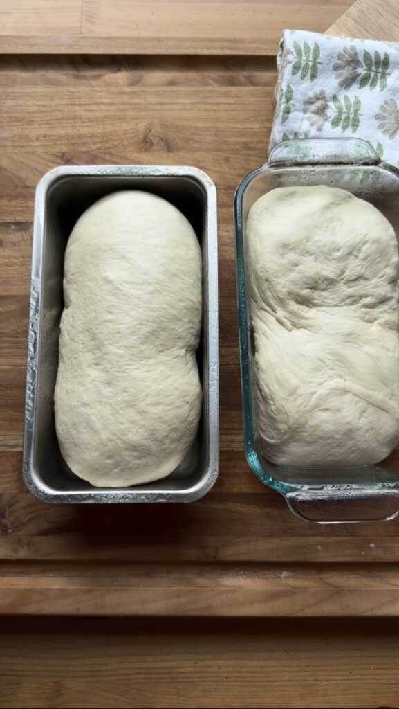homemade sandwich bread rising in bread loaf pans